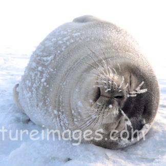 ヒゲが凍るウェッデルアザラシ