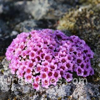 生命力の強いムラサキユキノシタ