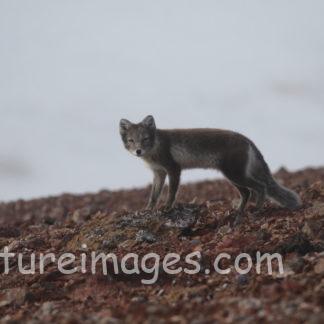 カメラ目線のホッキョクキツネ