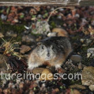 石ではないよ!レミングだよ!