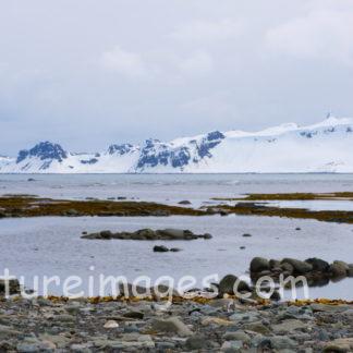 遠くを見つめているペンギン