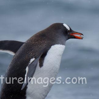 石を咥えたジェンツーペンギン
