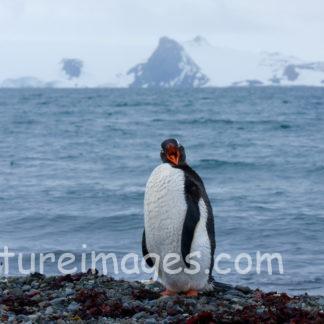口を開いたジェンツーペンギン
