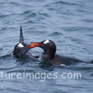 泳ぐ2羽の仲良しジェンツーペンギン