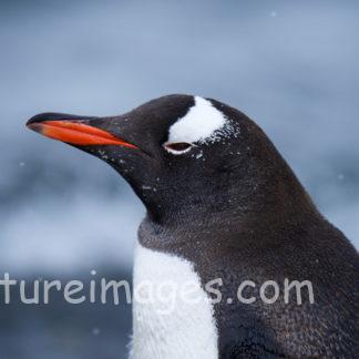 くちばしのオレンジがおしゃれなジェンツーペンギン