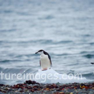 氷のジャンプ台の順番待ちをするヒゲペンギン