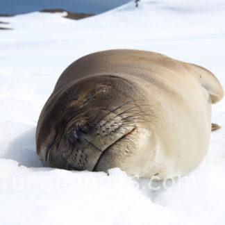 雪の枕はアザラシのお気に入り
