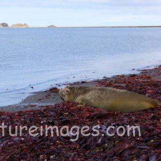 赤い海藻の上にいるアザラシ