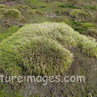 寒い土地でも生きていける植物