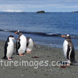 ペンギンの学校かな?