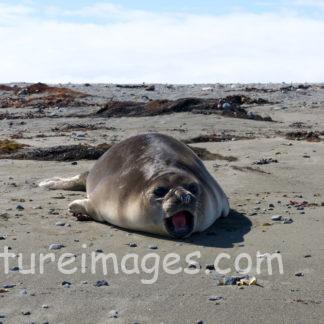 口を開けたミナミゾウアザラシ