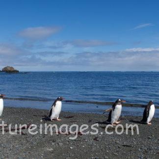 先頭ペンギンさんは休憩中