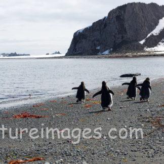 海辺を4羽でお散歩