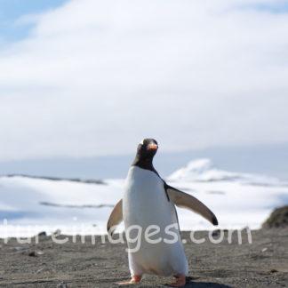 横歩きをしているようなペンギン