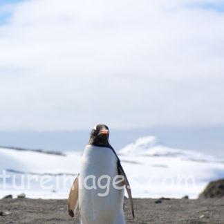 仁王立ちのペンギン