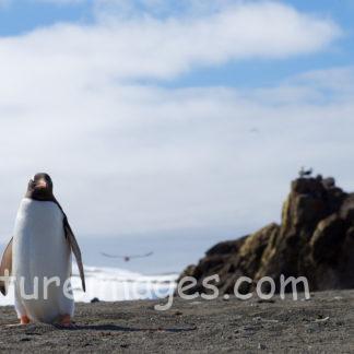 綺麗な空の下に1羽のペンギン