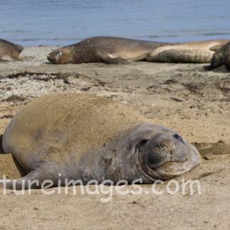 砂まみれになったゾウアザラシ