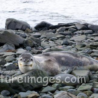 優しそうな顔だが実は獰猛なヒョウアザラシ