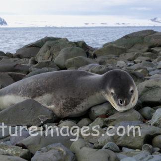 岩の上にいるヒョウアザラシ
