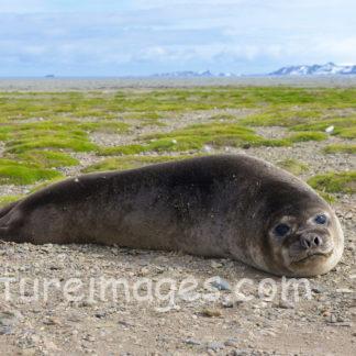 ミナミゾウアザラシ 石の上でもゴロゴロ