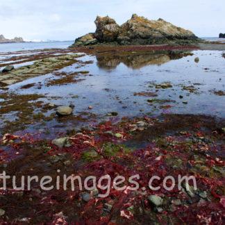 赤い海藻が沢山な海