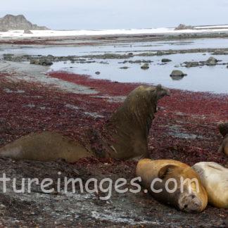 海藻の上でゴロゴロしているミナミゾウアザラシ