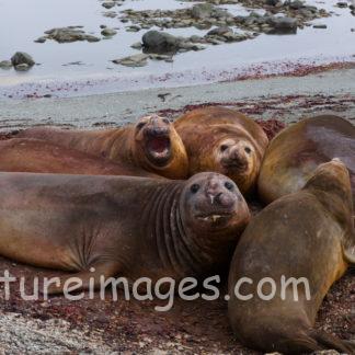 井戸端会議中？ミナミゾウアザラシ達