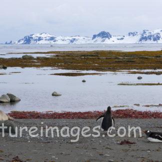こんな所にアザラシが!!