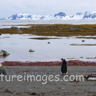 背中が寂しそうなペンギン