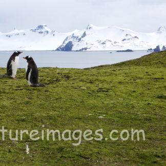 氷山をバックに2羽のペンギン