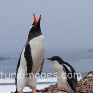 空に向かって何かを叫ぶペンギン
