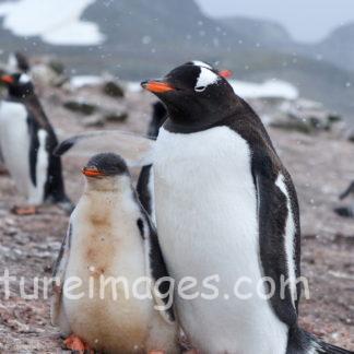ジェンツーペンギン 親子はいつも一緒②