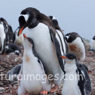 ママから離れられない赤ちゃんペンギン