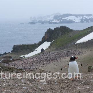岩を登るジェンツーペンギン