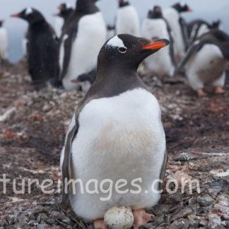 ジェンツーペンギンの赤ちゃん!生まれてくるのを待ってるよ!