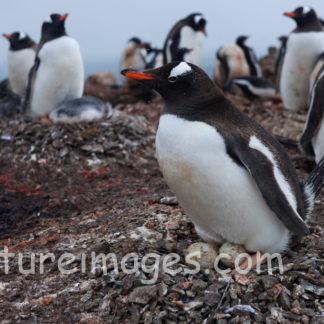 大切な卵を温める母ペンギン