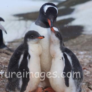 甘えん坊な赤ちゃんペンギン