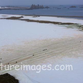 まっすぐ進め！ペンギン達！