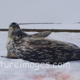 ウェッデルアザラシのこんにちは!