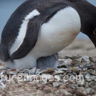 赤ちゃんを大事そうに守るペンギン