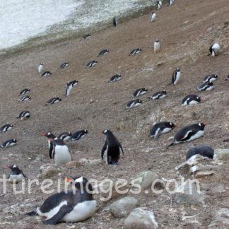 卵を温めているジェンツーペンギン