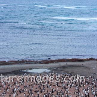 海の近くにいる沢山のペンギン達（縦）
