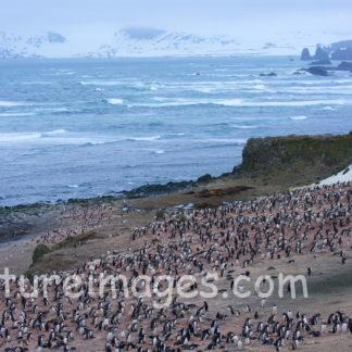 海の近くにいる沢山のペンギン達(横)