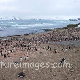 子育て中のペンギン達