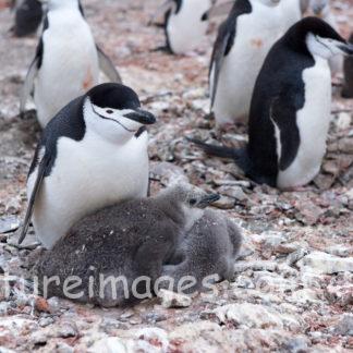 ヒゲペンギンの赤ちゃん