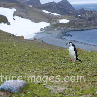 海岸近くの草の上を歩くヒゲペンギン