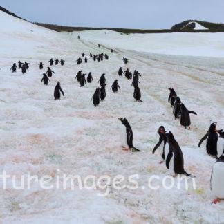 固い氷の上でも皆で進むペンギン達