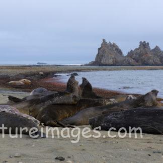 皆でお昼寝モードのアザラシ達