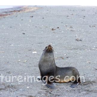 砂の上のオットセイ
