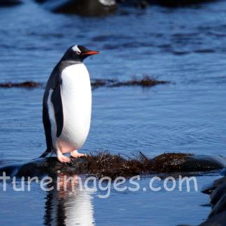石の上に１羽のペンギン